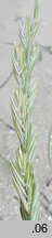 Elymus farctus ssp. boreali-atlanticus (perz sitowy nadmorski)