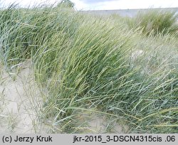 Elymus farctus ssp. boreali-atlanticus (perz sitowy nadmorski)