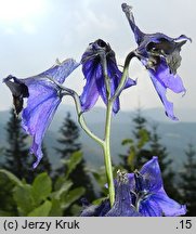 Delphinium elatum ssp. elatum (ostróżka wyniosła typowa)