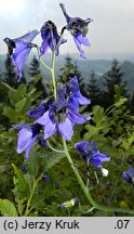 Delphinium elatum ssp. elatum (ostróżka wyniosła typowa)