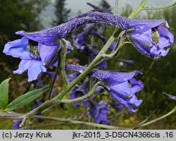 Delphinium elatum ssp. nacladense (ostróżka wyniosła wschodniokarpacka)