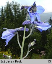 Delphinium elatum ssp. nacladense (ostróżka wyniosła wschodniokarpacka)