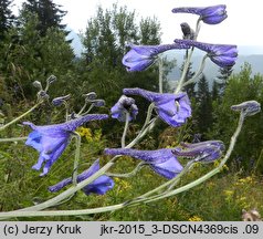 Delphinium elatum ssp. nacladense (ostróżka wyniosła wschodniokarpacka)