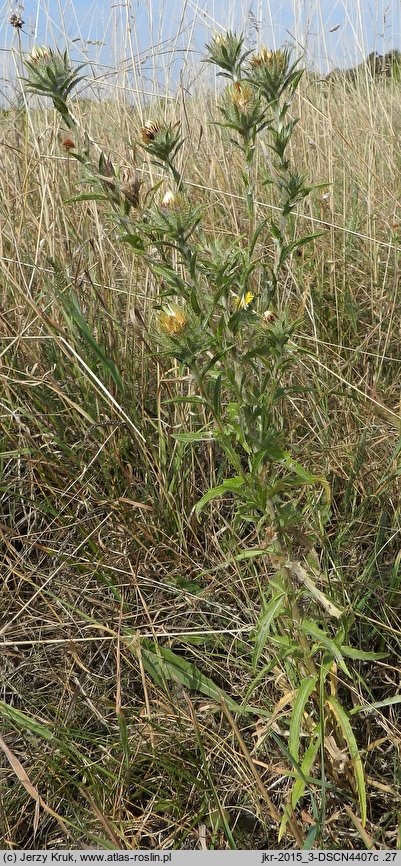 Carlina intermedia (dziewięćsił pośredni)