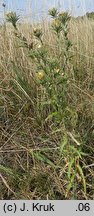 Carlina intermedia (dziewięćsił pośredni)