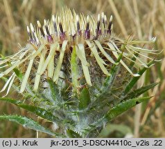 Carlina intermedia (dziewięćsił pośredni)