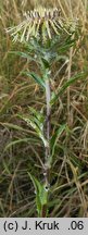 Carlina intermedia (dziewięćsił pośredni)