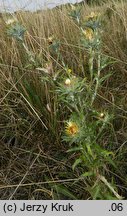 Carlina intermedia (dziewięćsił pośredni)