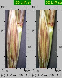 Elymus farctus ssp. boreali-atlanticus (perz sitowy nadmorski)