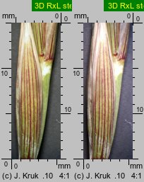 Elymus farctus ssp. boreali-atlanticus (perz sitowy nadmorski)