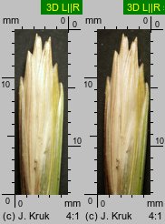 Elymus farctus ssp. boreali-atlanticus (perz sitowy nadmorski)