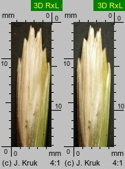 Elymus farctus ssp. boreali-atlanticus (perz sitowy nadmorski)