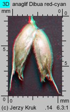 Sesleria bielzii (sesleria Bielza)