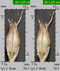 Sesleria bielzii (sesleria Bielza)