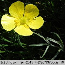 Ranunculus illyricus (jaskier iliryjski)