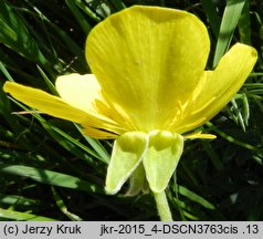 Ranunculus illyricus (jaskier iliryjski)