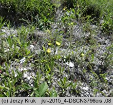 Hieracium bracchiatum (jastrzębiec ramienisty)