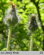 Hieracium bracchiatum (jastrzębiec ramienisty)