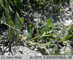 Hieracium bracchiatum (jastrzębiec ramienisty)