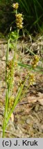 Luzula multiflora (kosmatka licznokwiatowa)