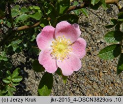 Rosa rubiginosa (róża rdzawa)