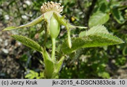 Rosa rubiginosa (róża rdzawa)