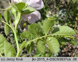 Rosa rubiginosa (róża rdzawa)