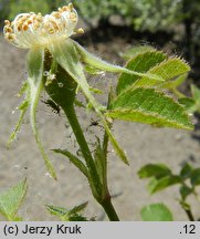 Rosa rubiginosa (róża rdzawa)