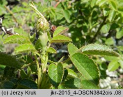 Rosa rubiginosa (róża rdzawa)