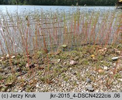 Lobelia dortmanna (lobelia jeziorna)