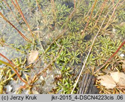 Lobelia dortmanna (lobelia jeziorna)