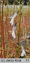 Lobelia dortmanna (lobelia jeziorna)