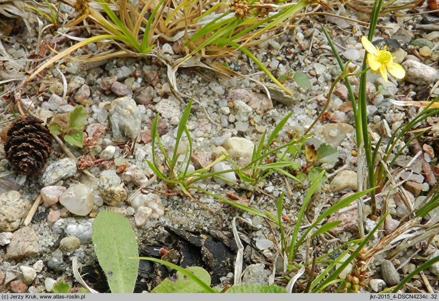 Ranunculus reptans (jaskier leżący)