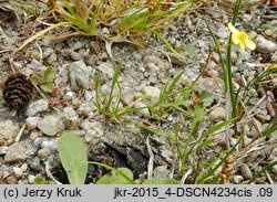 Ranunculus reptans (jaskier leżący)