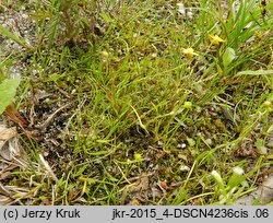 Ranunculus reptans (jaskier leżący)