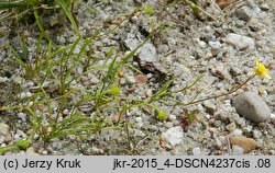 Ranunculus reptans (jaskier leżący)