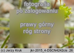 Ranunculus reptans (jaskier leżący)