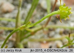 Ranunculus reptans (jaskier leżący)