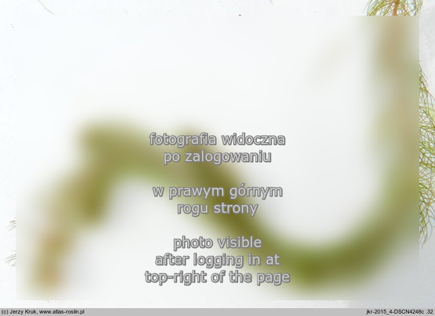 Myriophyllum alterniflorum (wywłócznik skrętoległy)