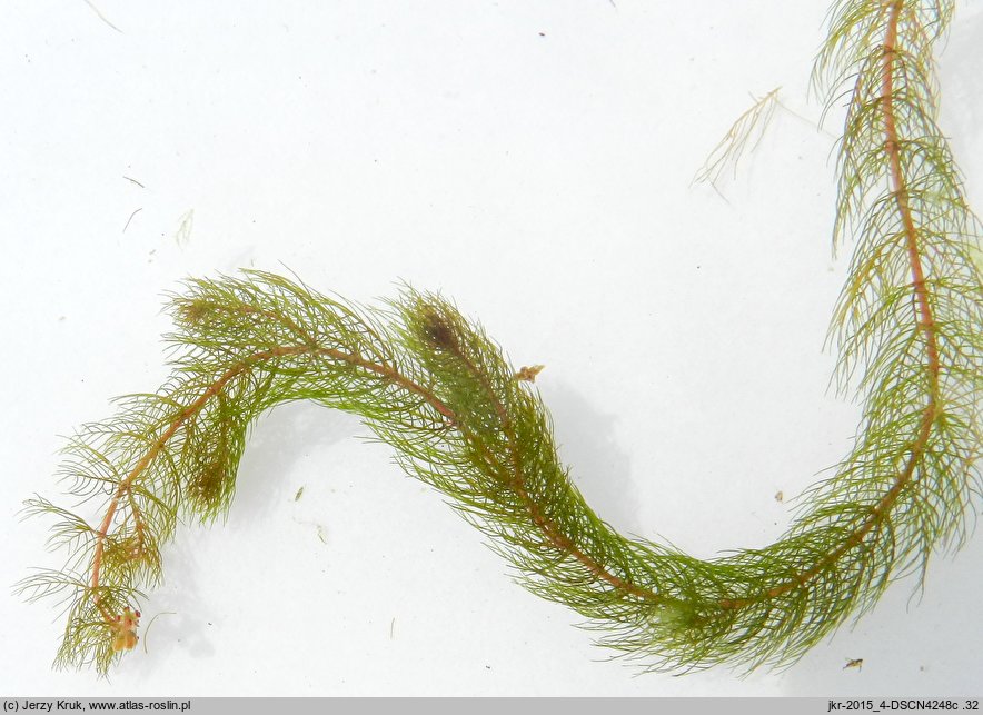 Myriophyllum alterniflorum (wywłócznik skrętoległy)