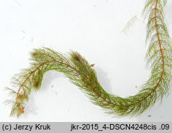 Myriophyllum alterniflorum (wywłócznik skrętoległy)