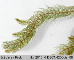 Myriophyllum alterniflorum (wywłócznik skrętoległy)