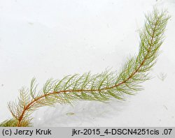 Myriophyllum alterniflorum (wywłócznik skrętoległy)