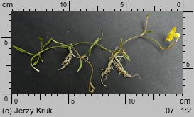 Ranunculus reptans (jaskier leżący)