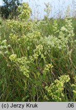 Galium ×pomeranicum