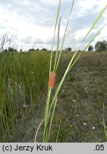 Typha laxmannii (pałka wysmukła)