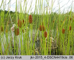 Typha laxmannii (pałka wysmukła)