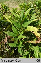 Koenigia polystachya (rdest wielokłosowy)