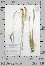 Bellardiochloa violacea (wiechlinostrzewa fioletowa)