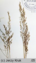 Bellardiochloa violacea (wiechlinostrzewa fioletowa)